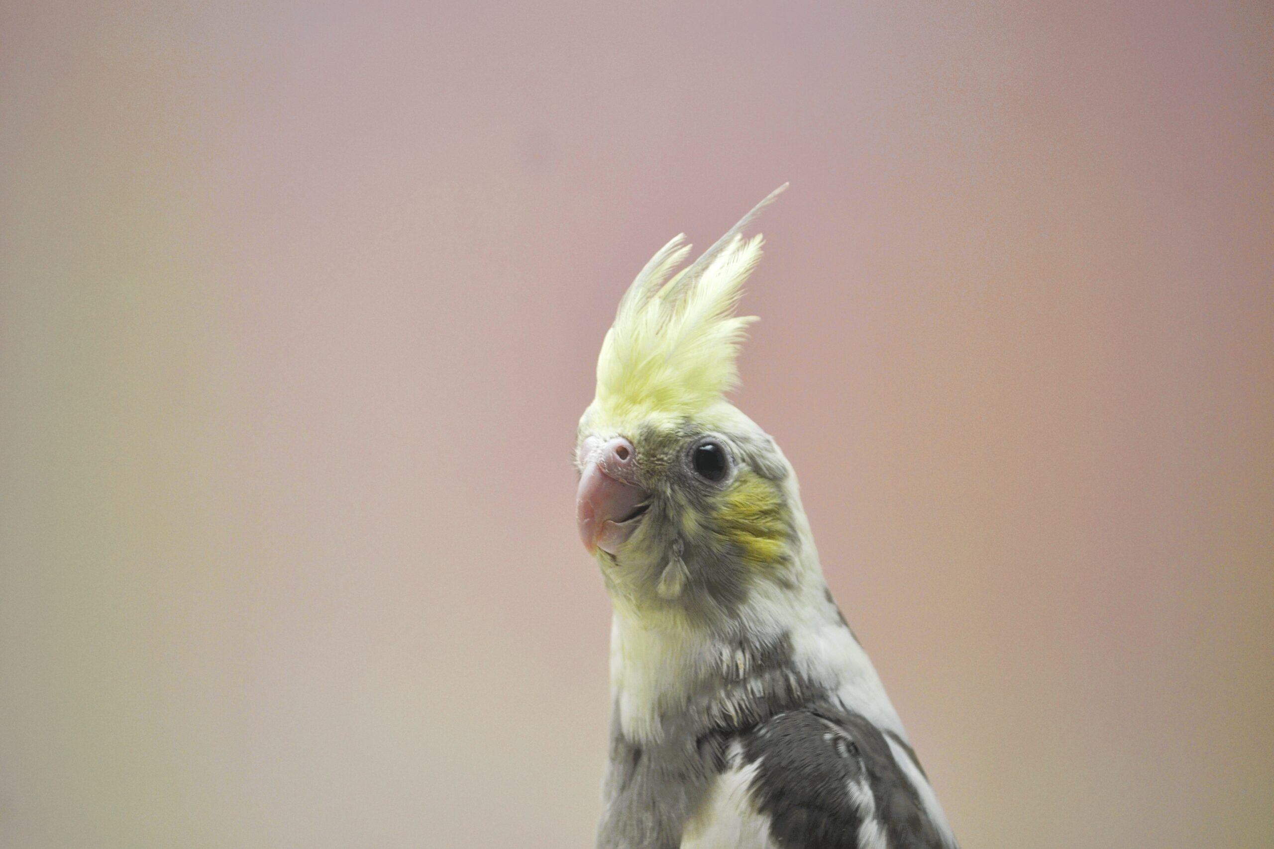 オカメインコ・PFドミナントシルバSF パイド