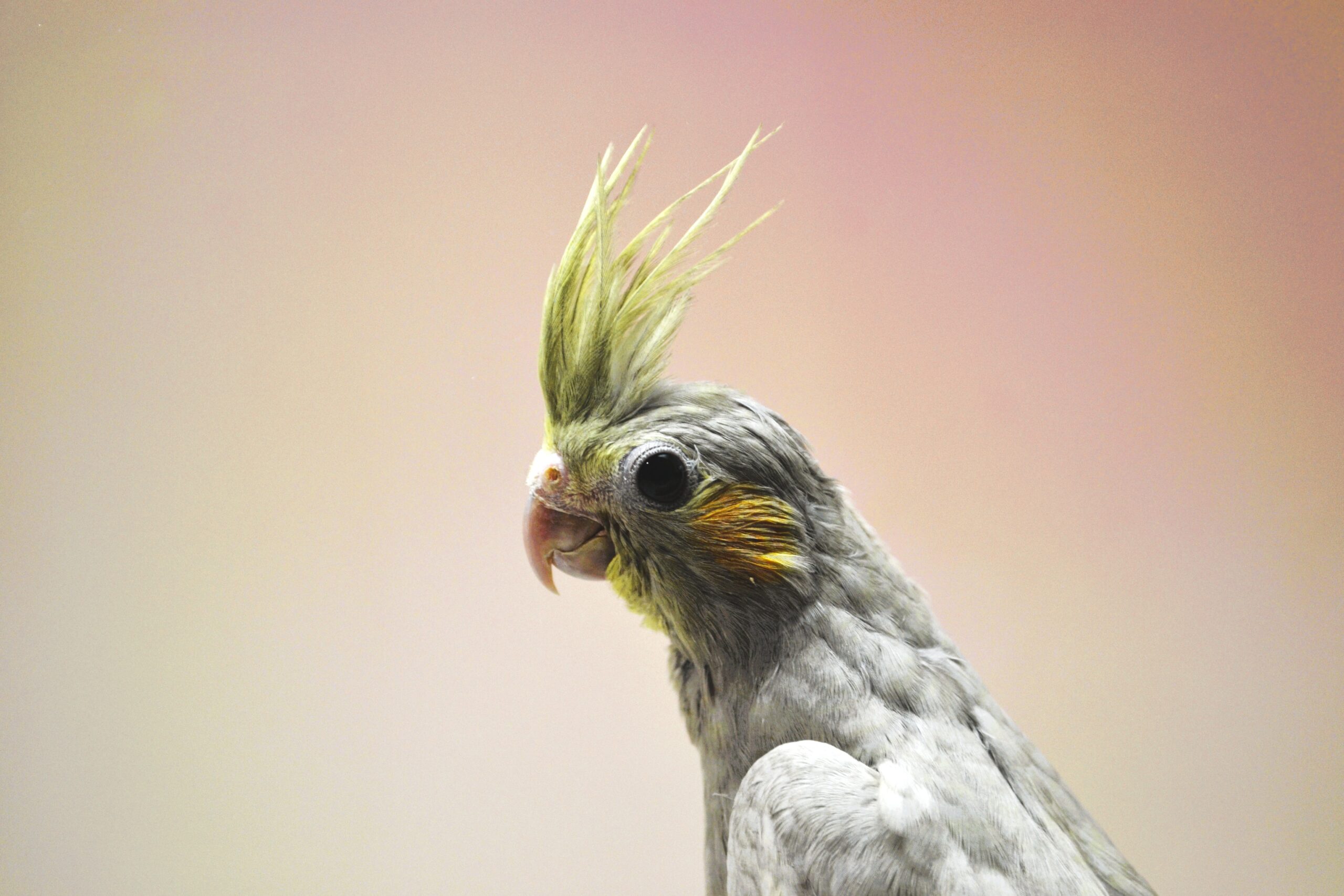 オカメインコ・O/F エメラルド