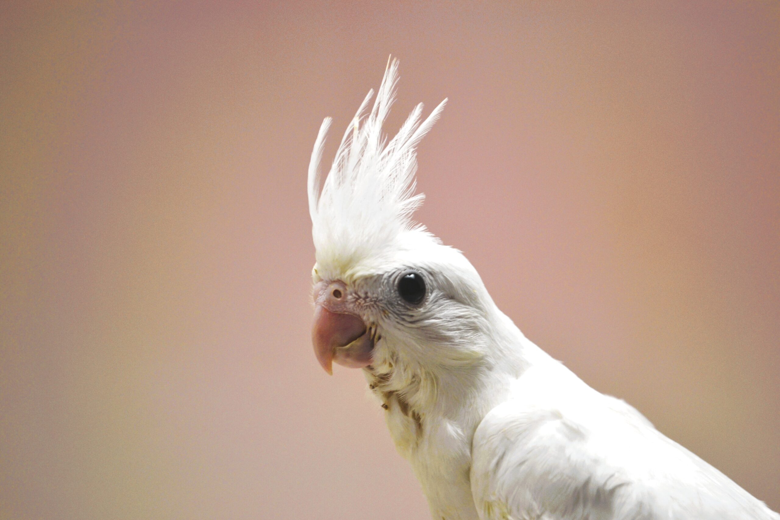 オカメインコの販売専門店 BayBirds Yokohama | 神奈川 横浜