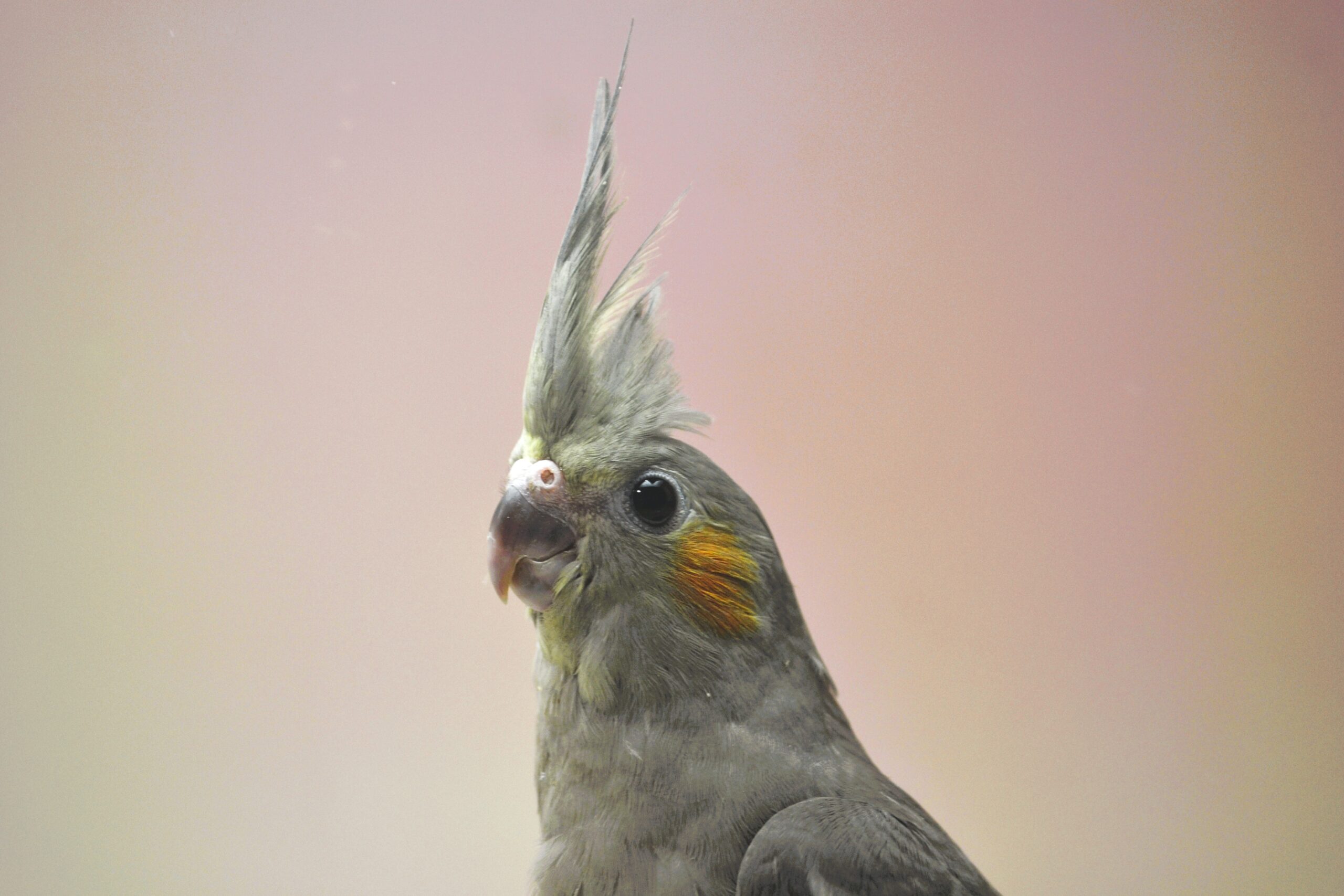 雛情報 | オカメインコの販売専門店 BayBirds Yokohama | 神奈川 横浜