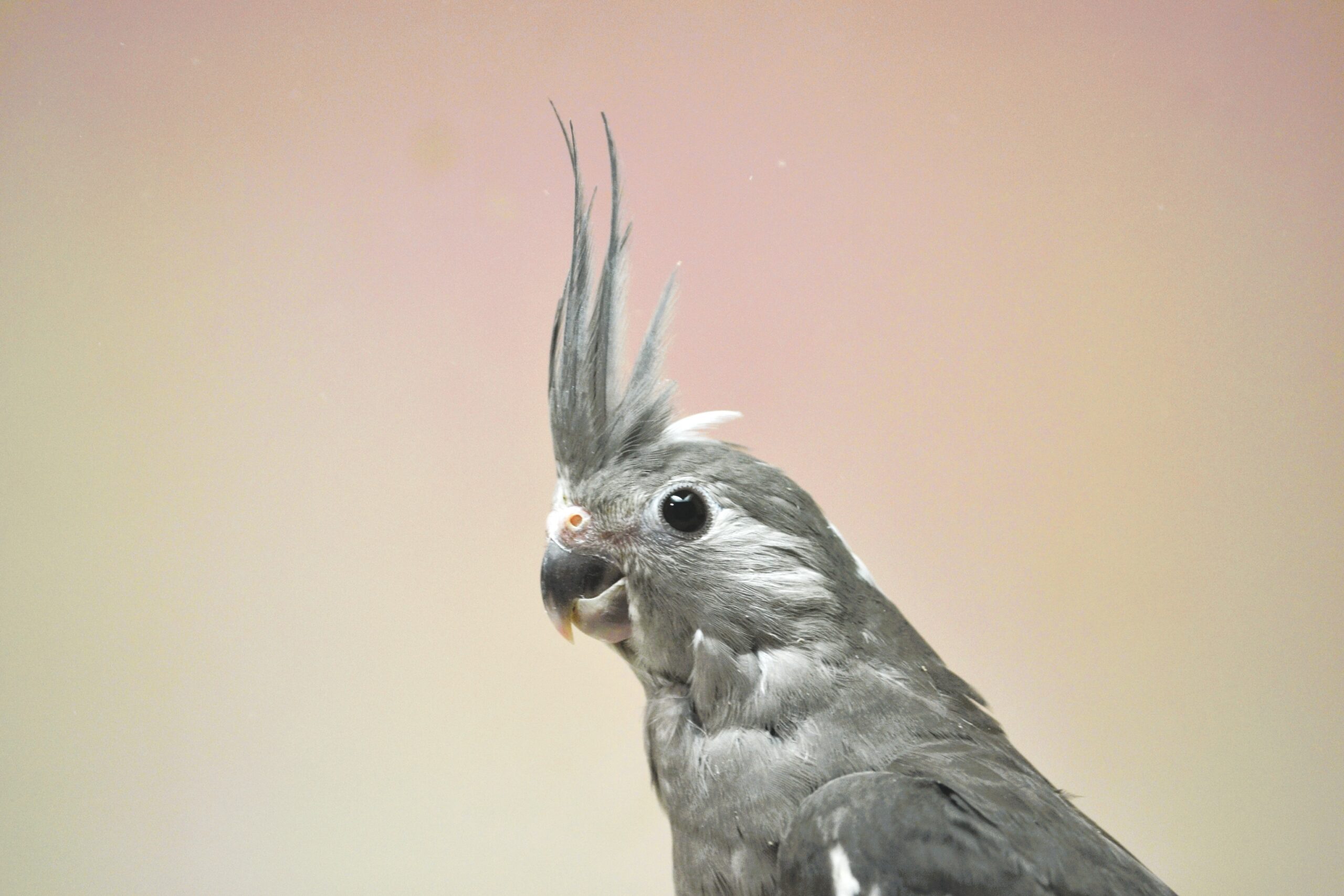 雛情報 | オカメインコの販売専門店 BayBirds Yokohama | 神奈川 横浜