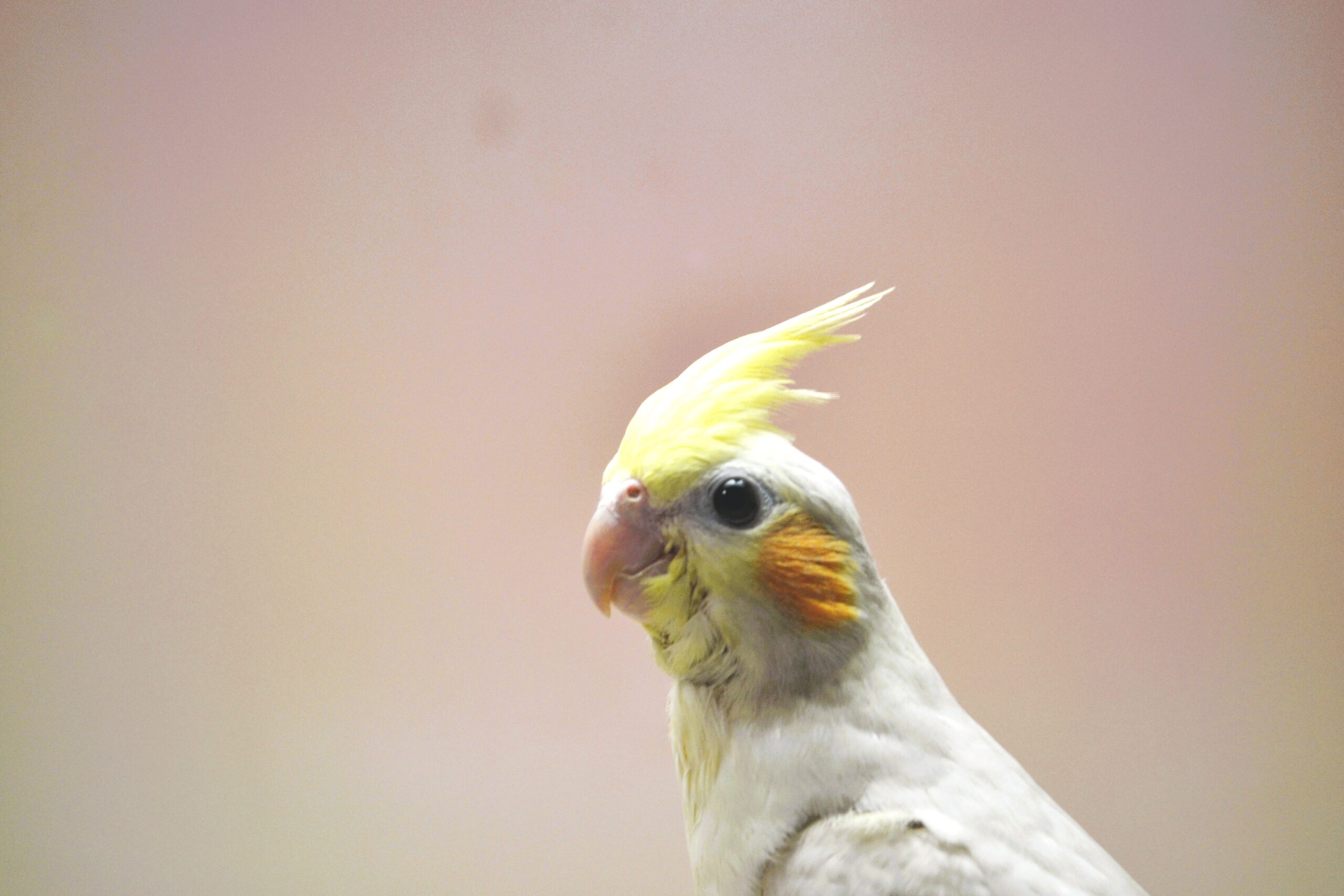 オカメインコの販売専門店 BayBirds Yokohama | 神奈川 横浜