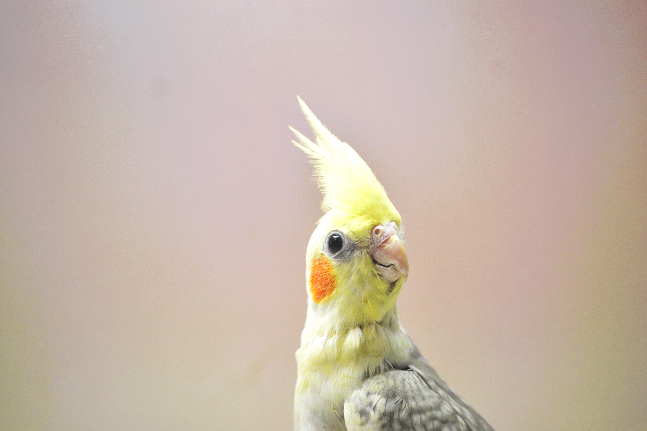 オカメインコ・O/F シナモンパールパイド ♂?