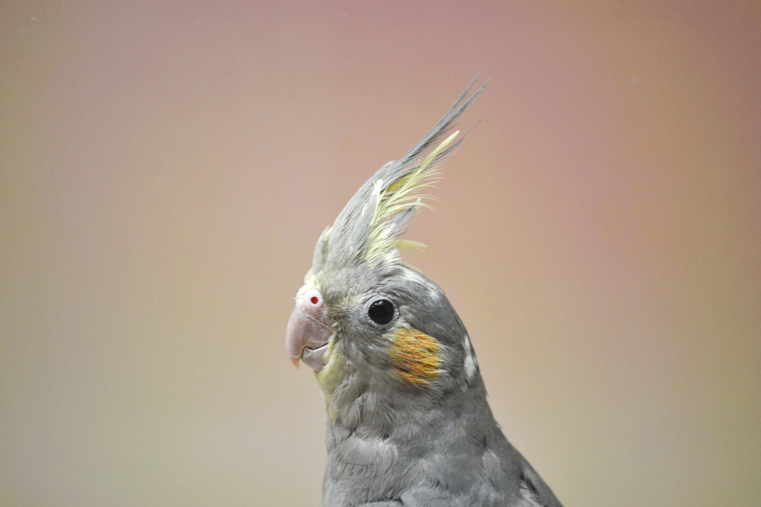 オカメインコ・O/F ドミナントシルバー SF ♂