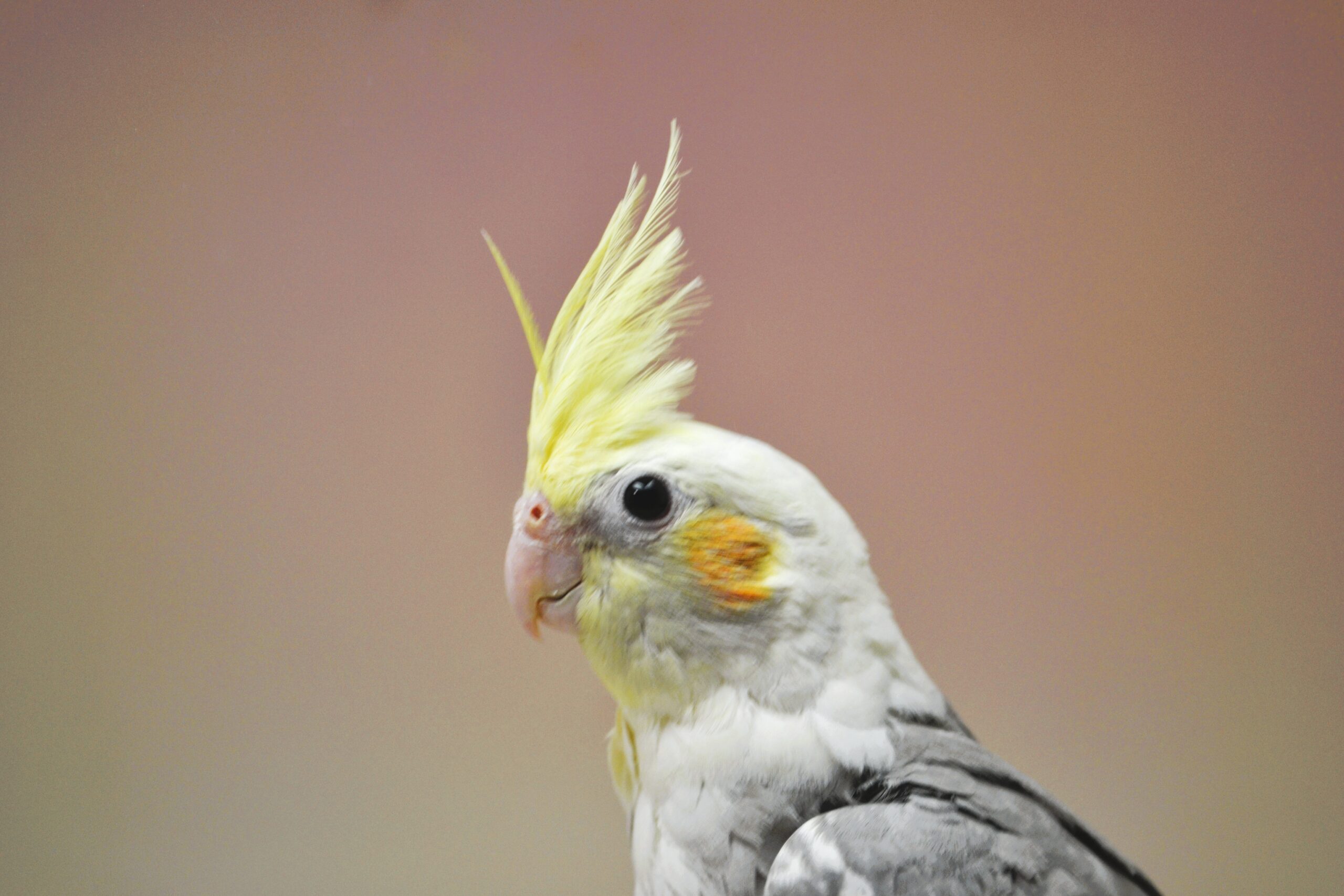 オカメインコ・O/F ドミナントシルバーSF パイド　♂