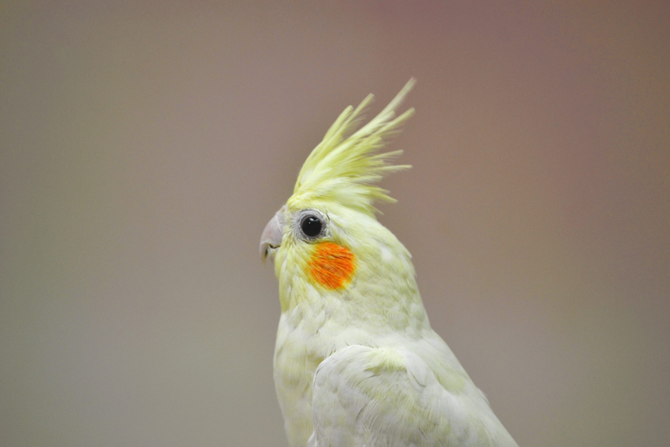 オカメインコ・O/F クリアパイド ♂