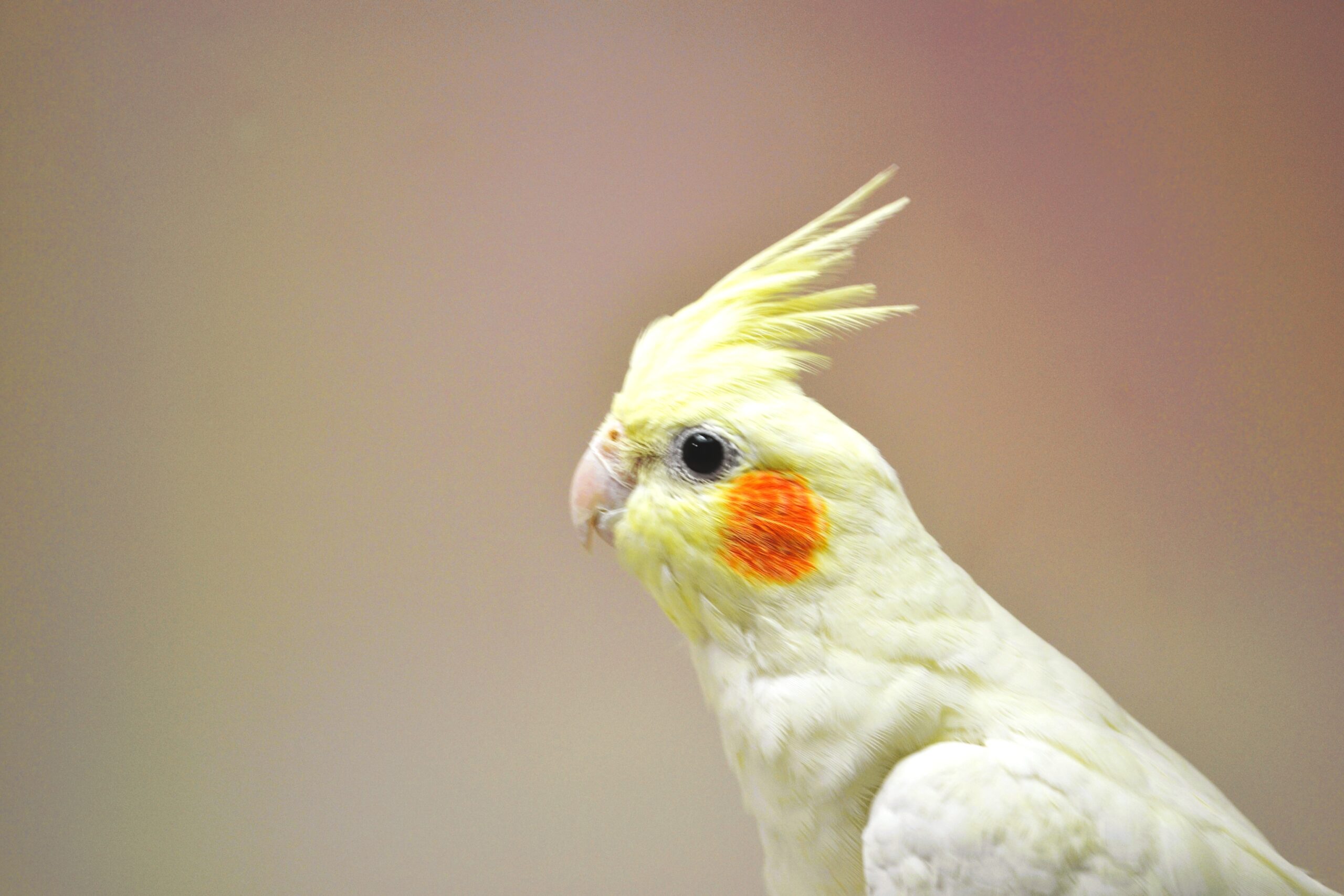 オカメインコ・O/F クリアパイド ♂